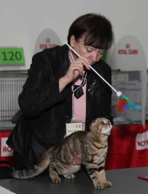 Выставка кошек 'Осенний Кэт-Салон' 30 ноября-1 декабря 2013., монопородные шоу 3136